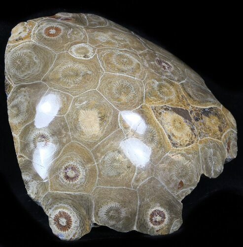 Polished Fossil Coral Head - Morocco #35387